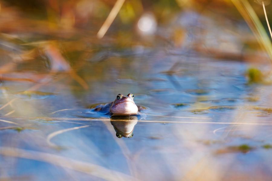 Moorfrosch mit Spiegelung