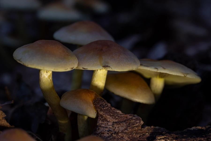 Büschel Schwefelköpfe am Totholz