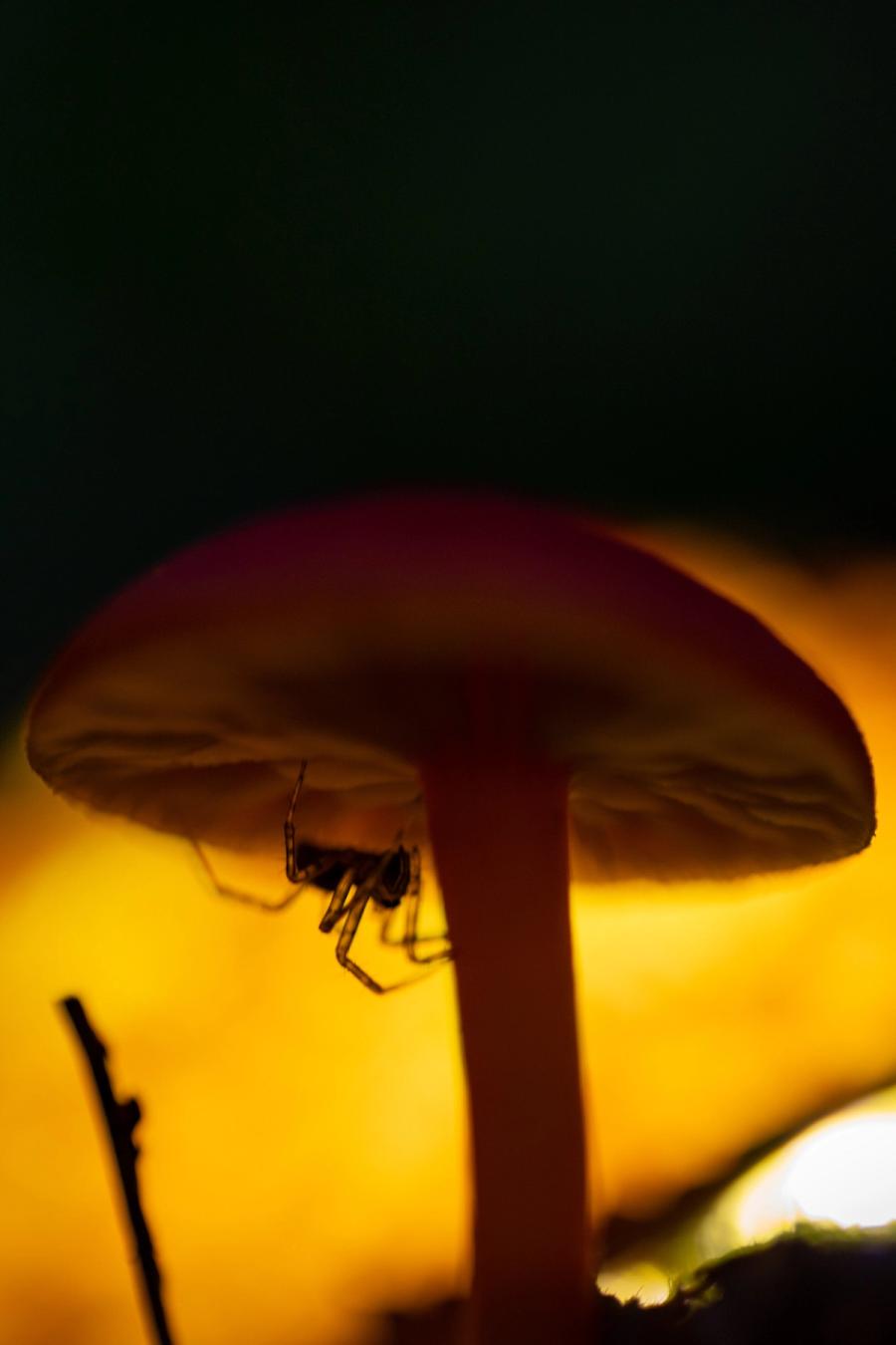 Spinne unter dem Saftling