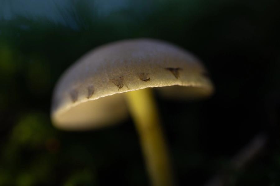 Schwefelkopf im Gegenlicht
