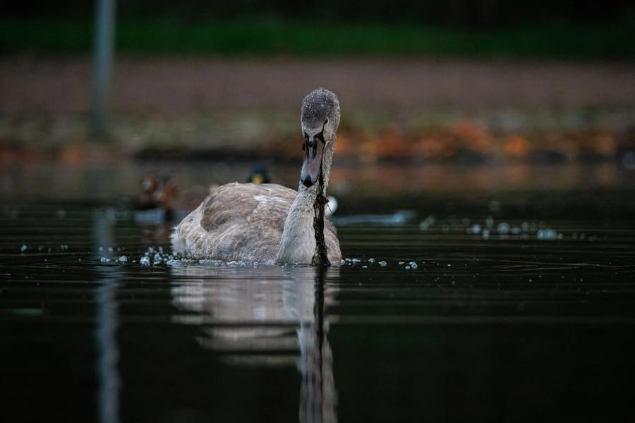 Junger Höckerschwan