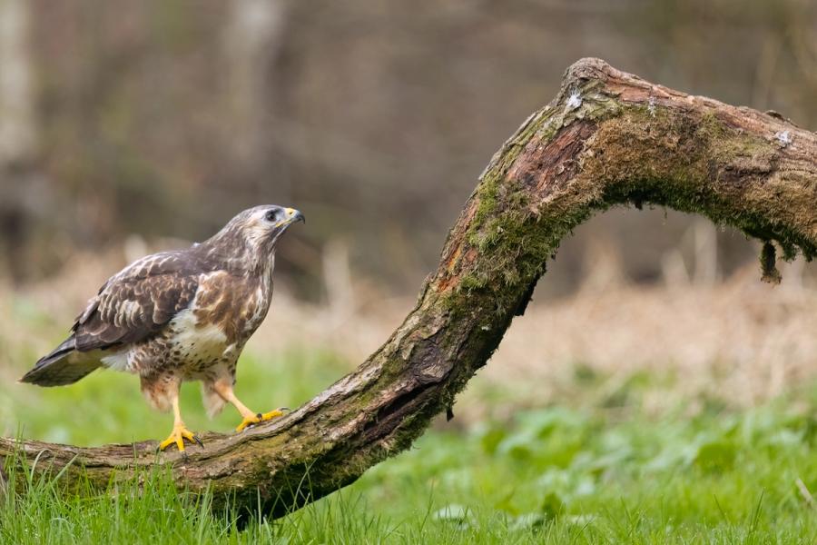 Mäusebussard auf dem Moosbogen