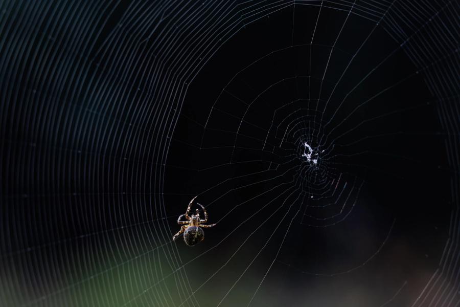 Kreuzspinne im dunklen Netz