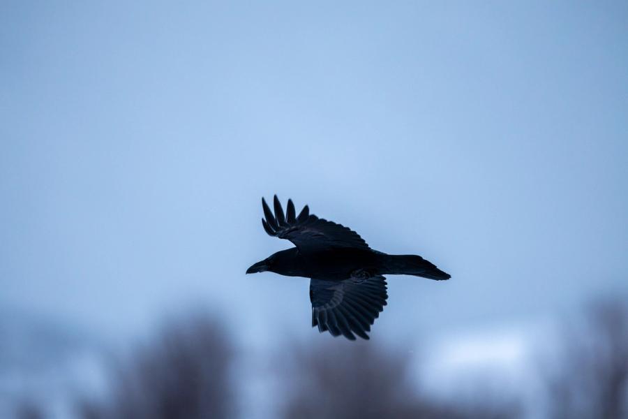 Rabe im Flug