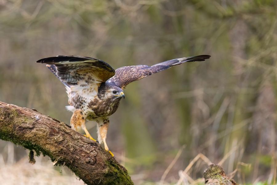 Mäusebussard breitet die Flügel