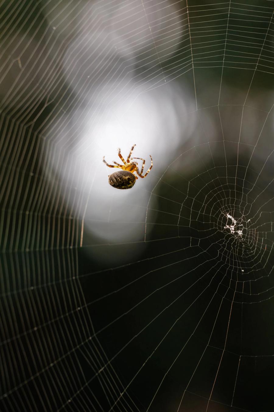 Kreuzspinne vor hellem Lichtfleck