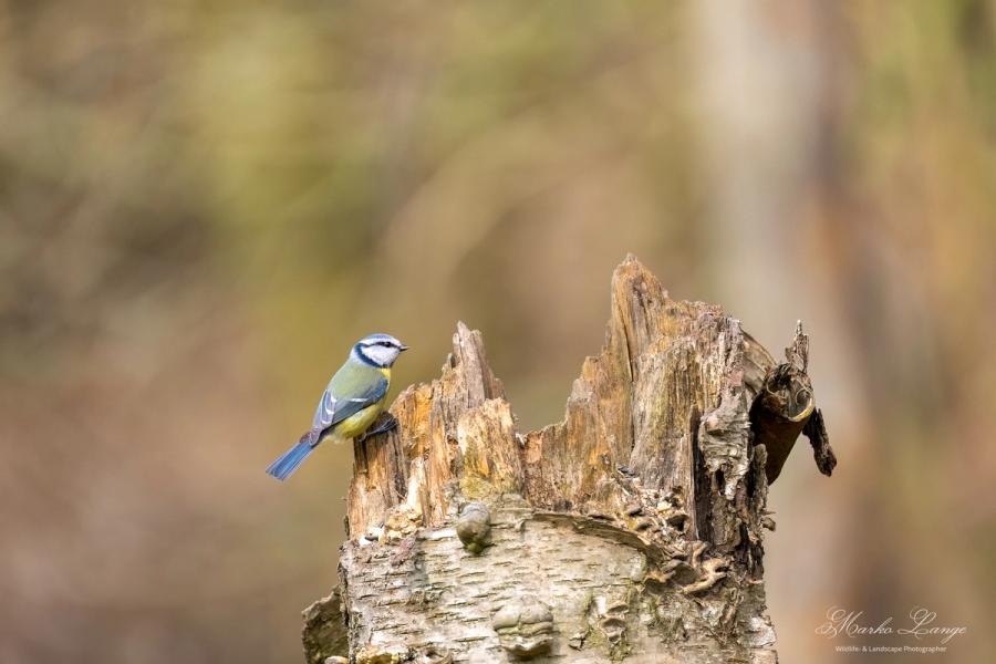 Blaumeise am Stumpfrand