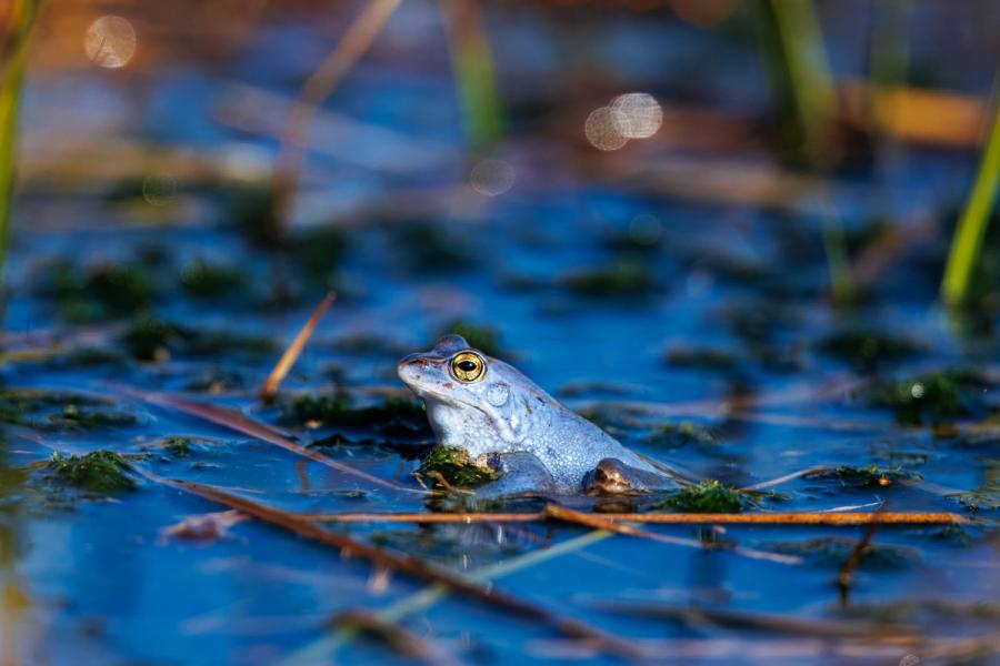 Blaues Moorfrosch-Männchen