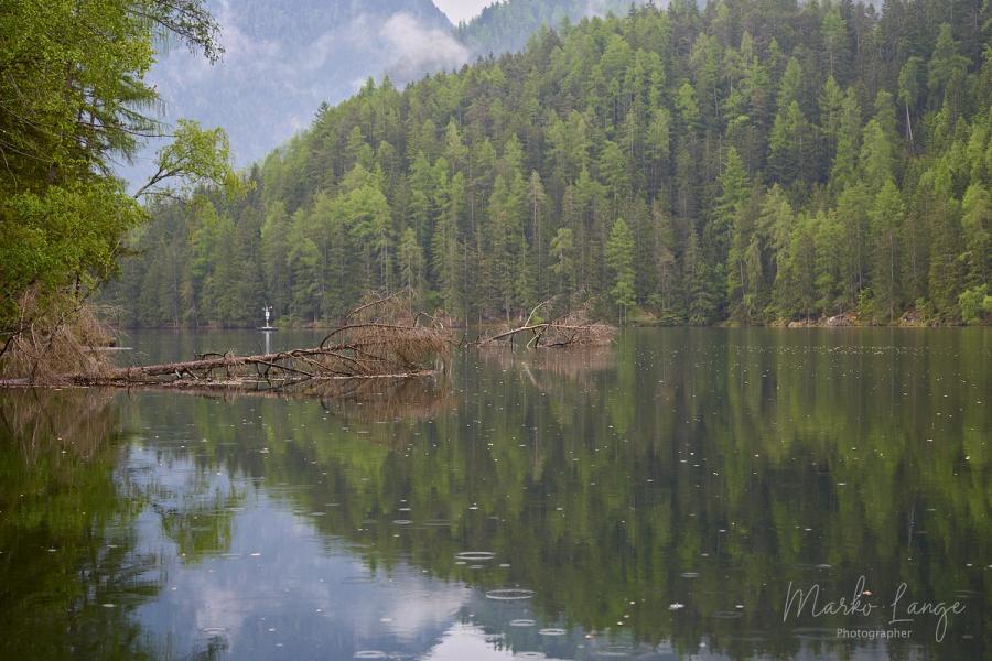 Totholz im Piburger See