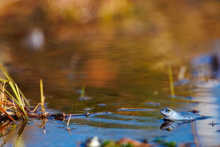 Moorfrosch in der Abendsonne