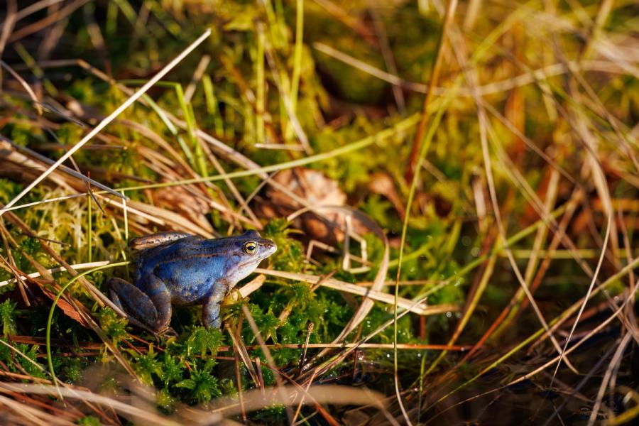 Moorfrosch am Moosrand