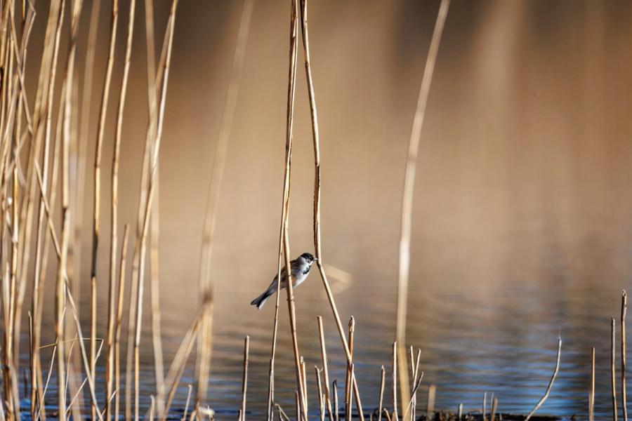Rohrammer beim Abflug