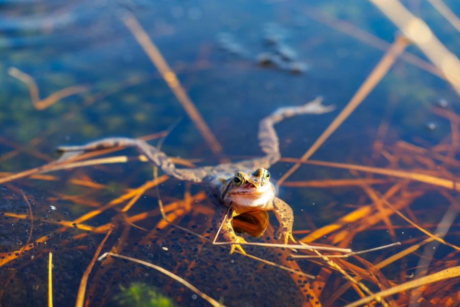 Sprung ins Laichgewässer