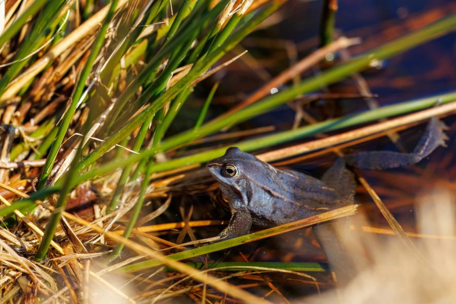 Abtauchender Moorfrosch