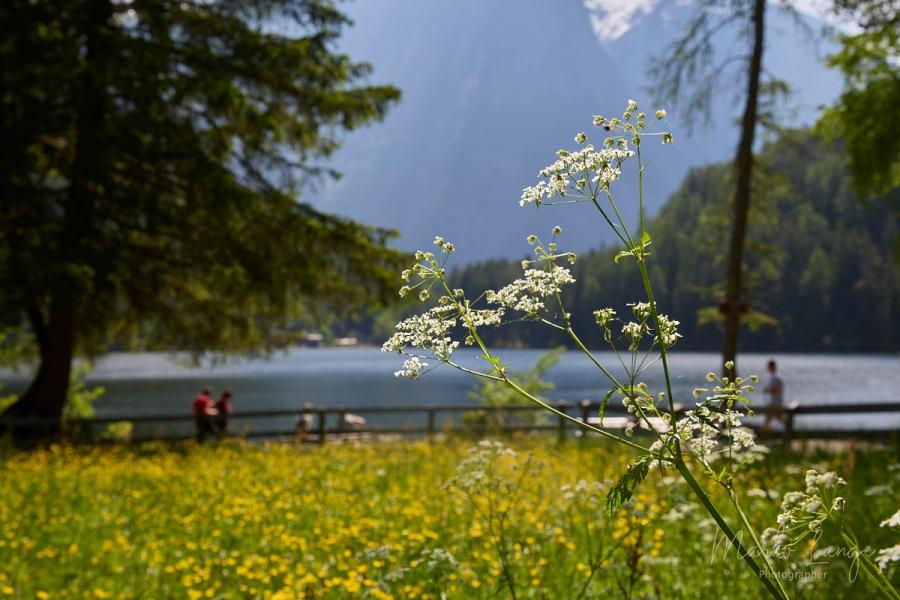 Wiesenkerbel am Ufer des Piburger Sees