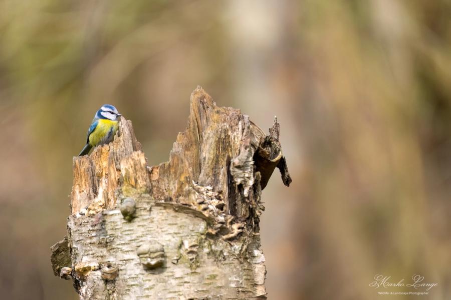 Blaumeise im Sonnenlicht