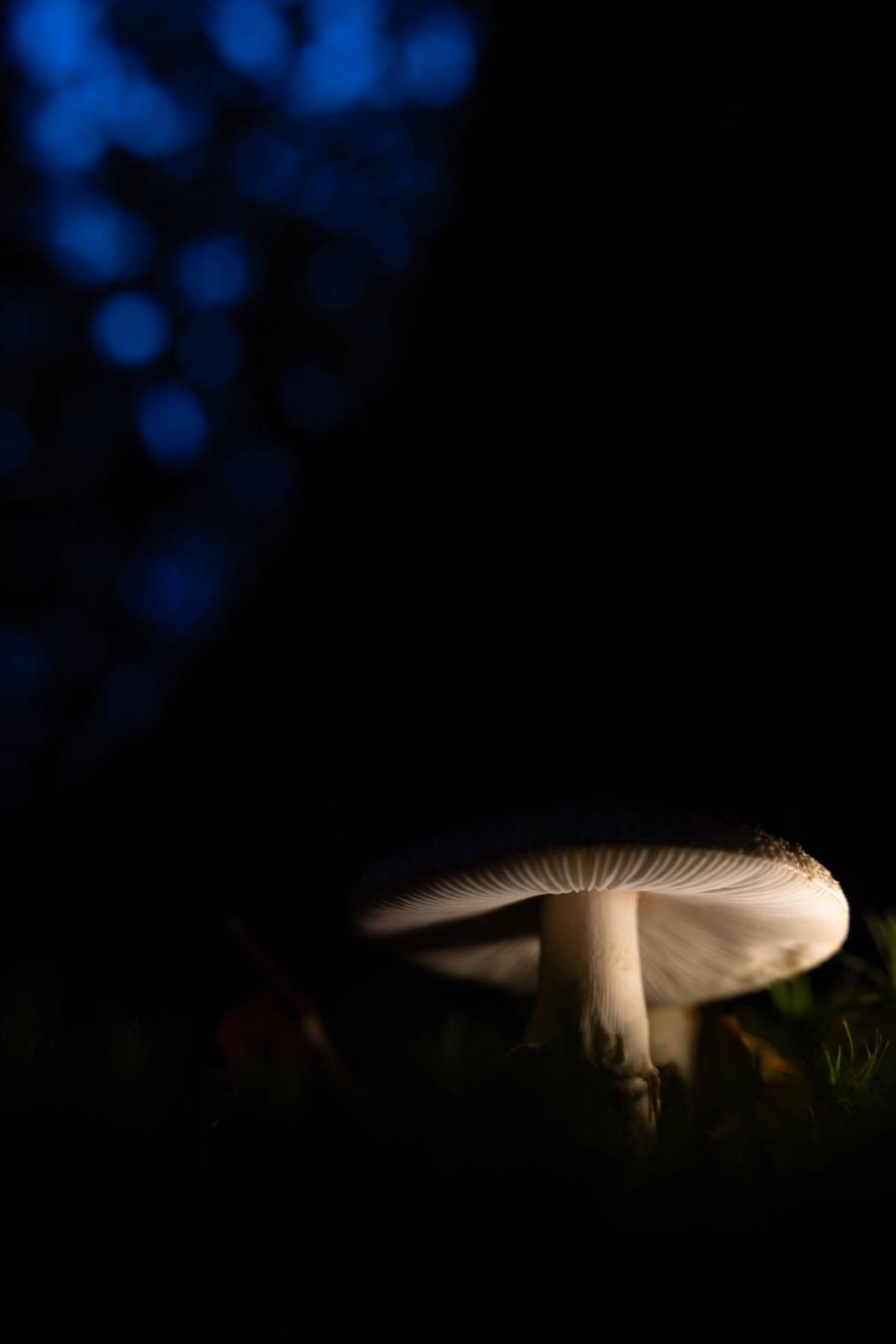 Angeleuchteter Wulstling