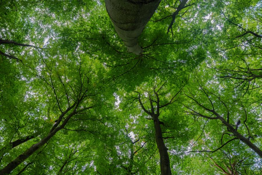 Blick in die Buchenkronen