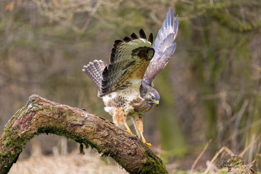 Mäusebussard mit aufgestellten Flügeln