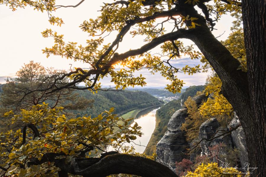 Elbtal durch alte Eichen