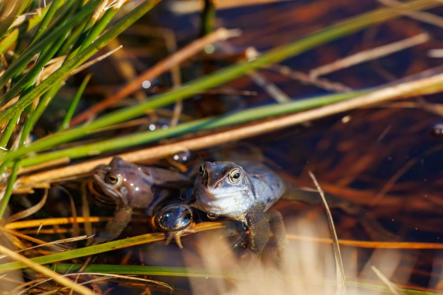 Blaues Männchen im Morgenlicht