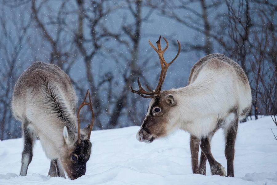 Zwei Rentiere im Schnee