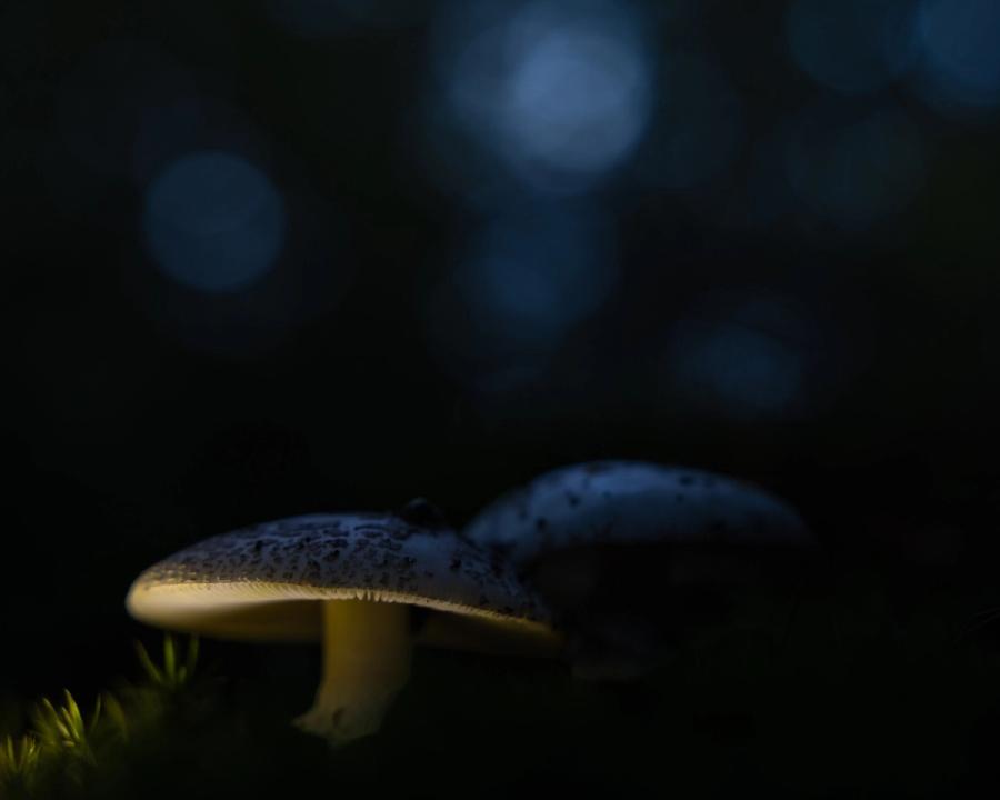 Wulstlinge in der Dämmerung