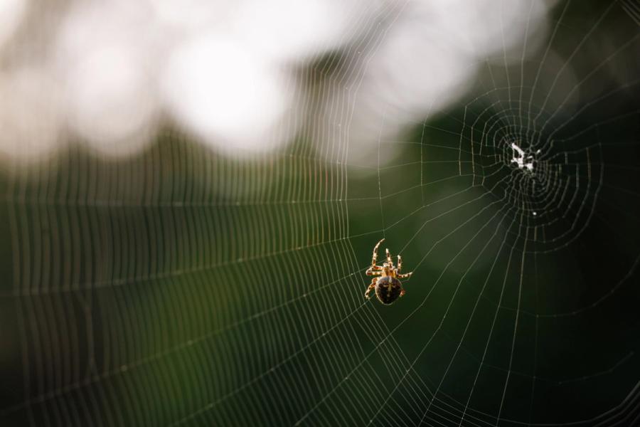 Kreuzspinne vor Waldkulisse
