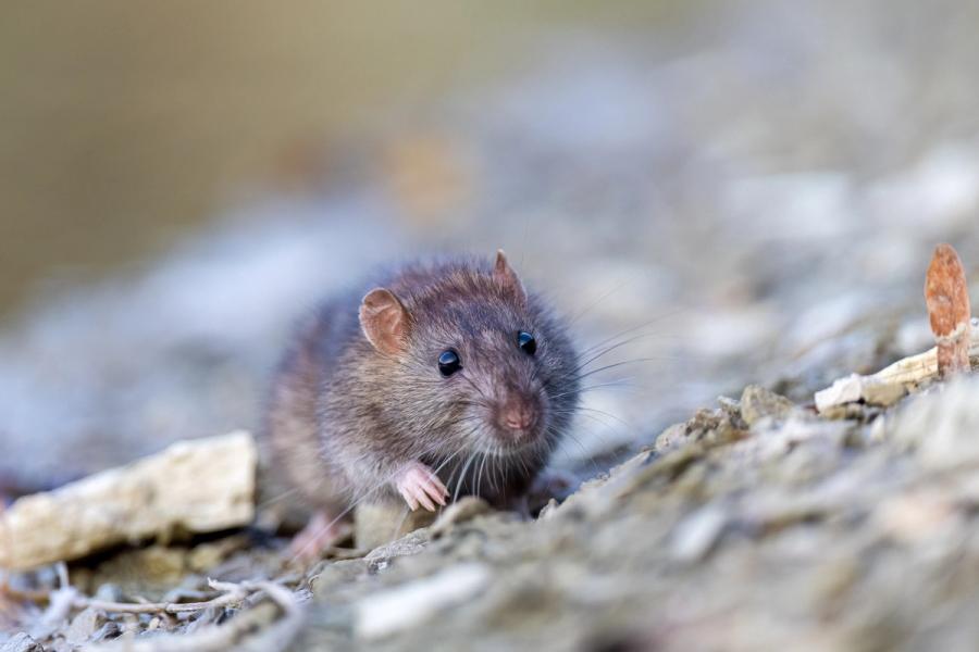Wanderratte am Ufer