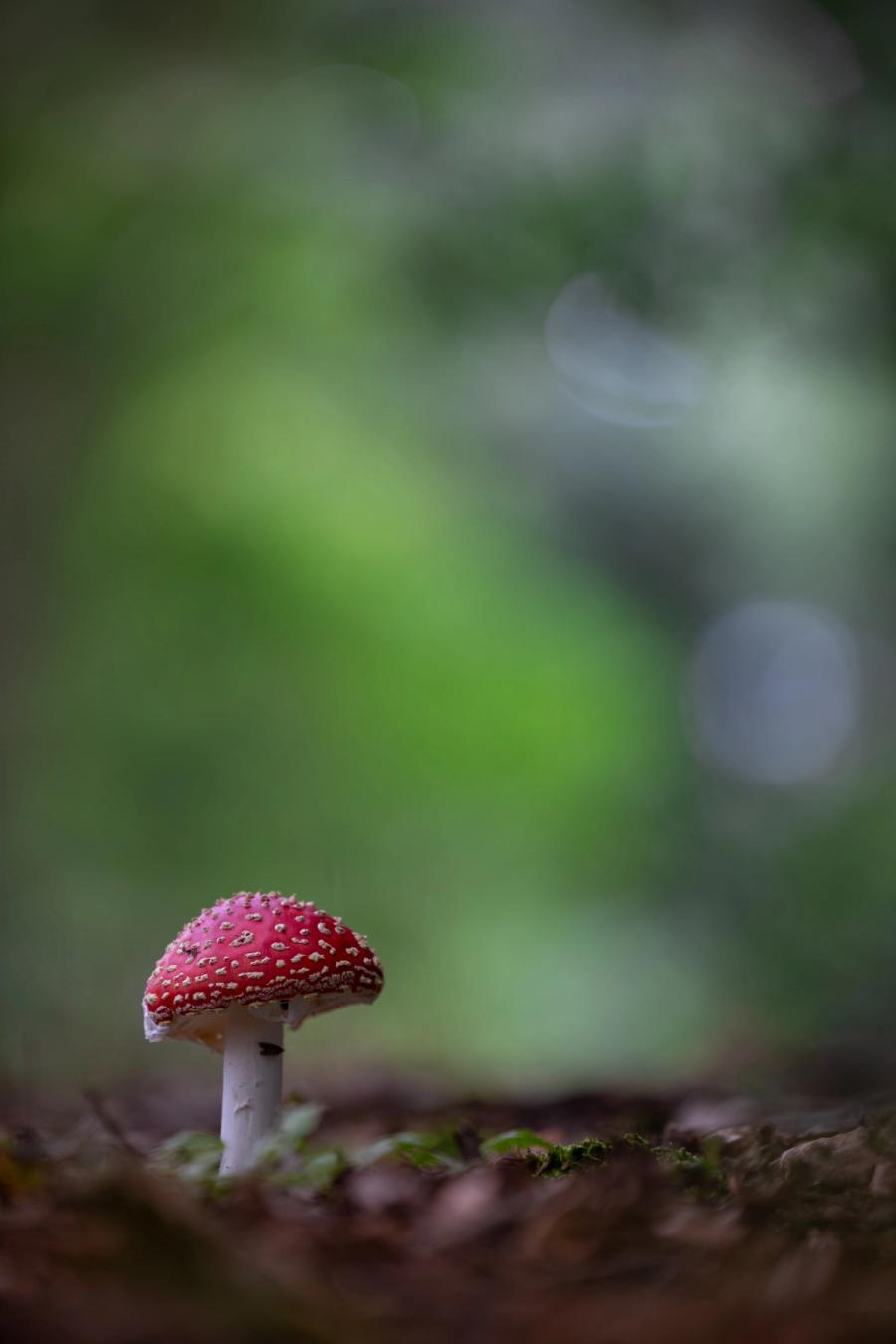 Fliegenpilz vor grünem Grund