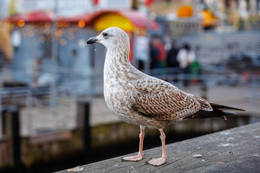 Möwe am Hafen