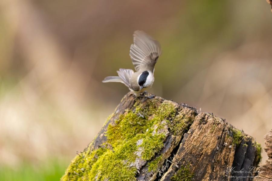 Sumpfmeise breitet die Fluegel