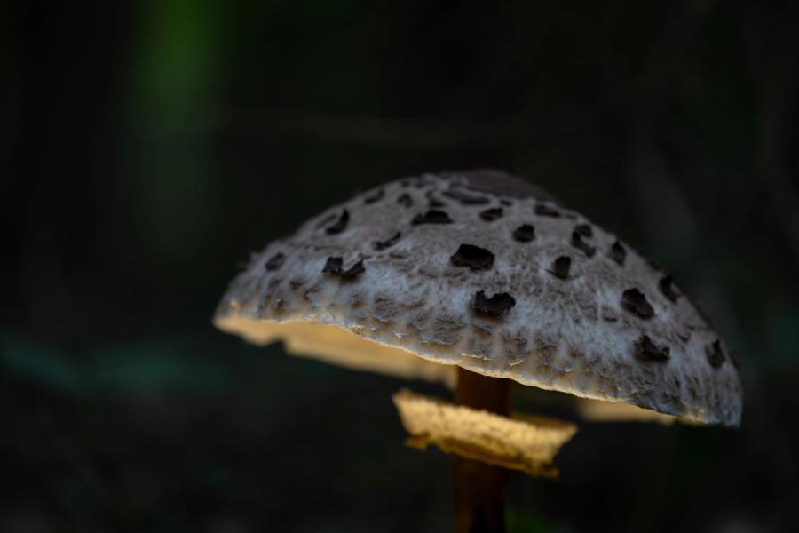 Hut des Riesenschirmlings