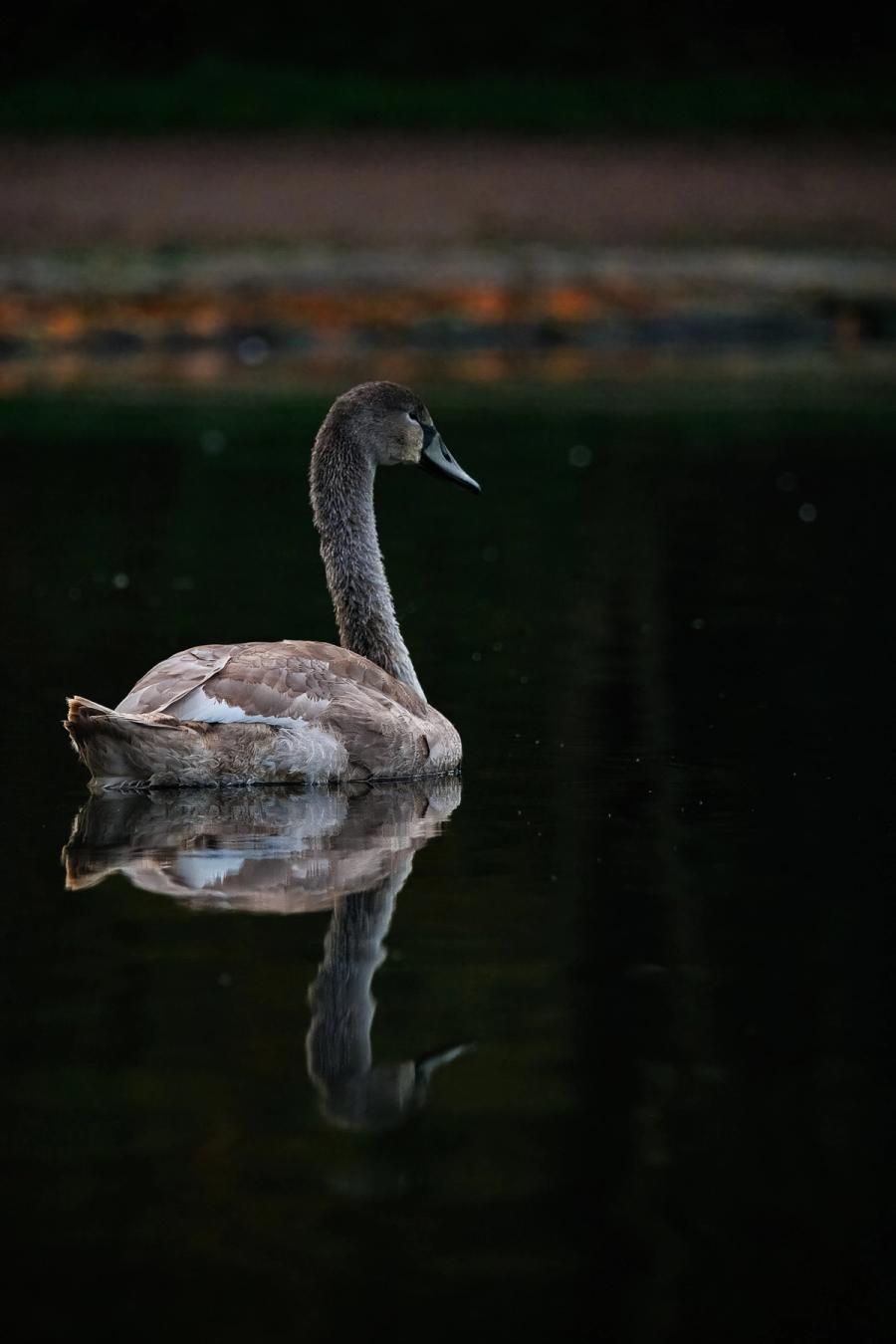 Spiegelung des Jungschwans