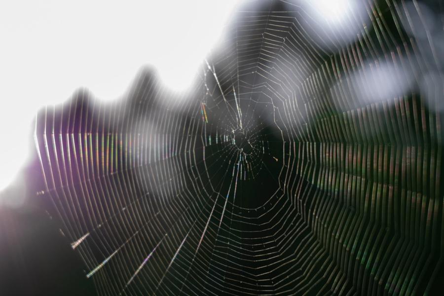 Radnetz im Gegenlicht