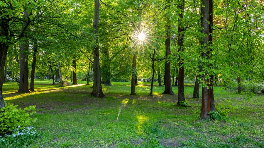 Sonnenstern im Auwald
