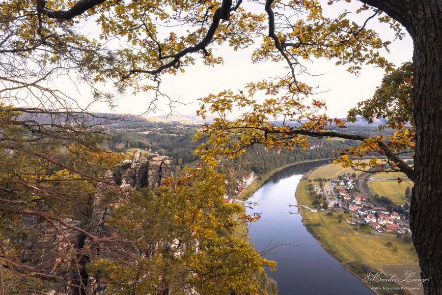 Elbebogen bei Rathen durch herbstliches Eichenlaub