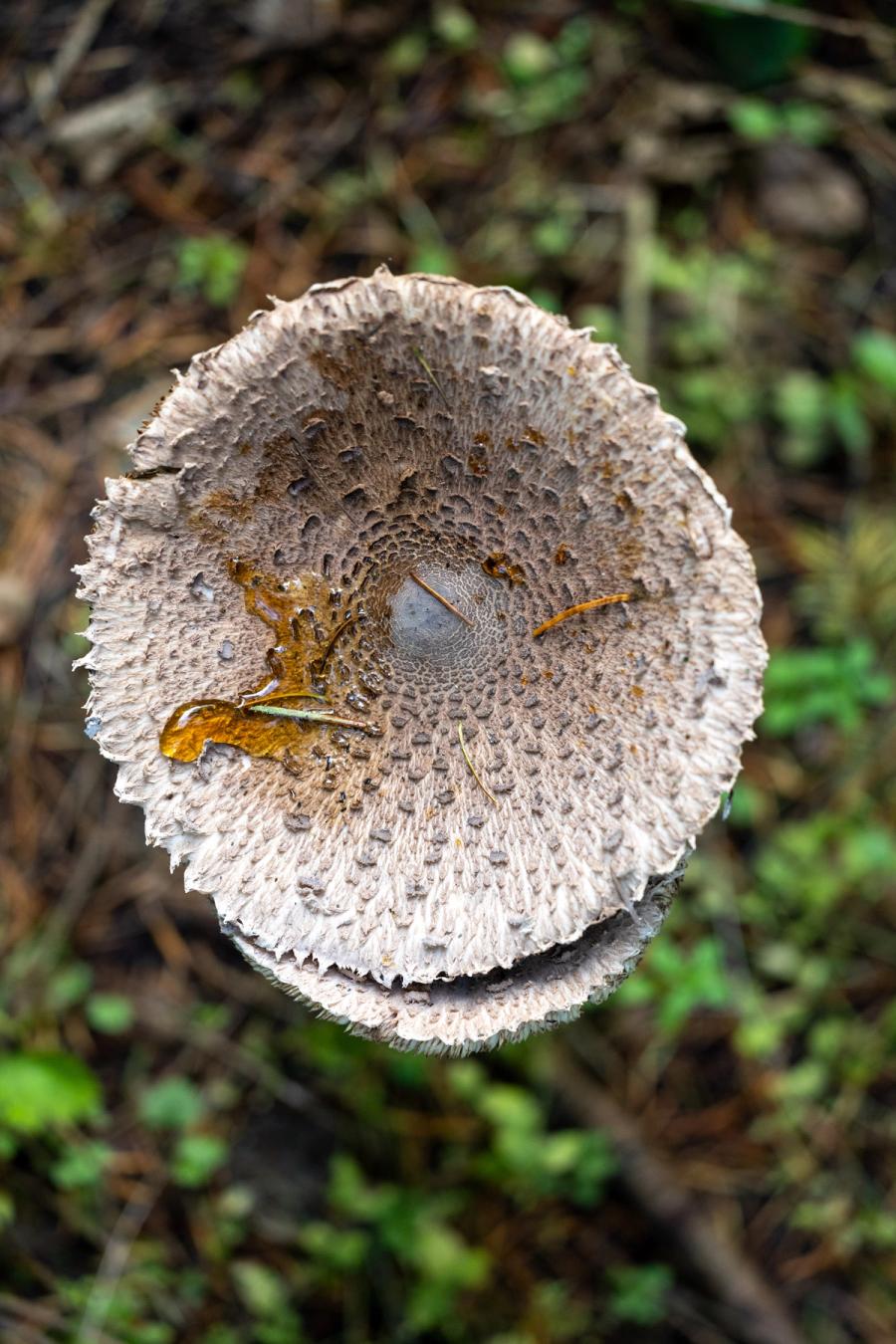 Parasolhut von oben