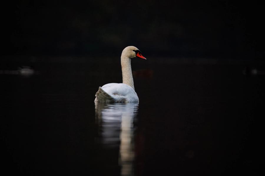Höckerschwan in der Dämmerung
