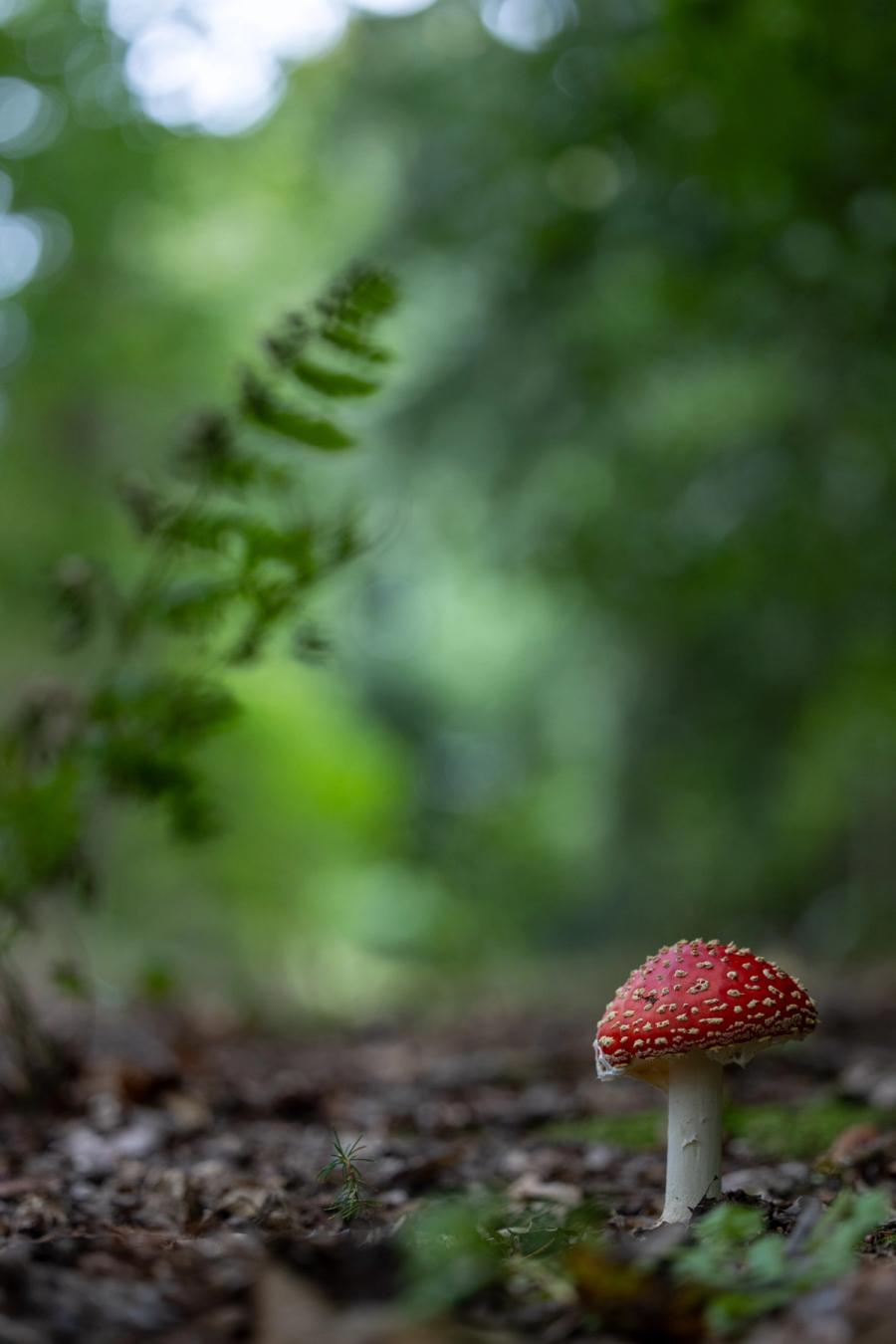 Fliegenpilz am Waldweg