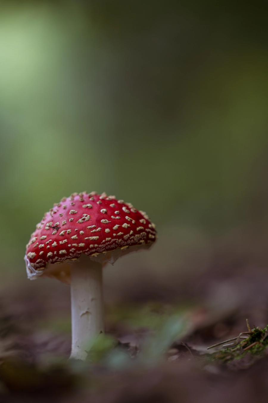Fliegenpilz aus Bodenhöhe