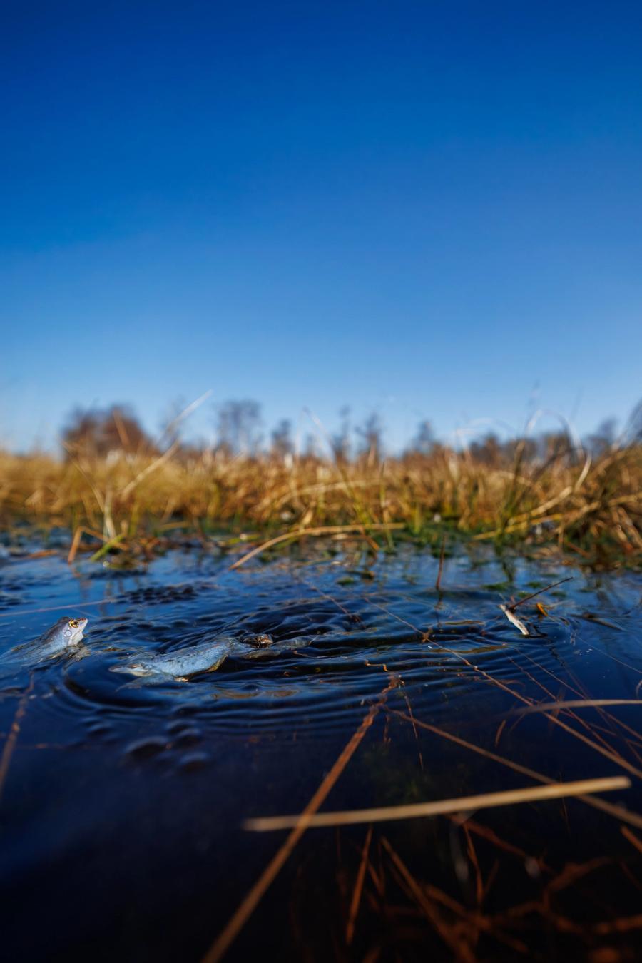 Lebensraum Moor