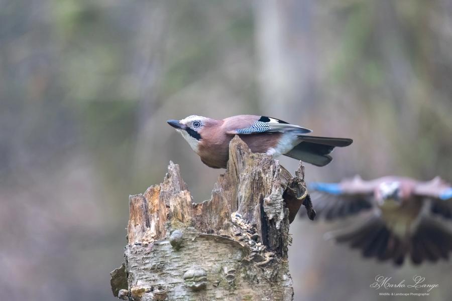 Eichelhäher, zweiter im Anflug