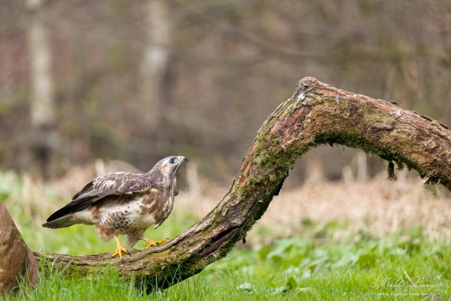 Mäusebussard reckt den Kopf