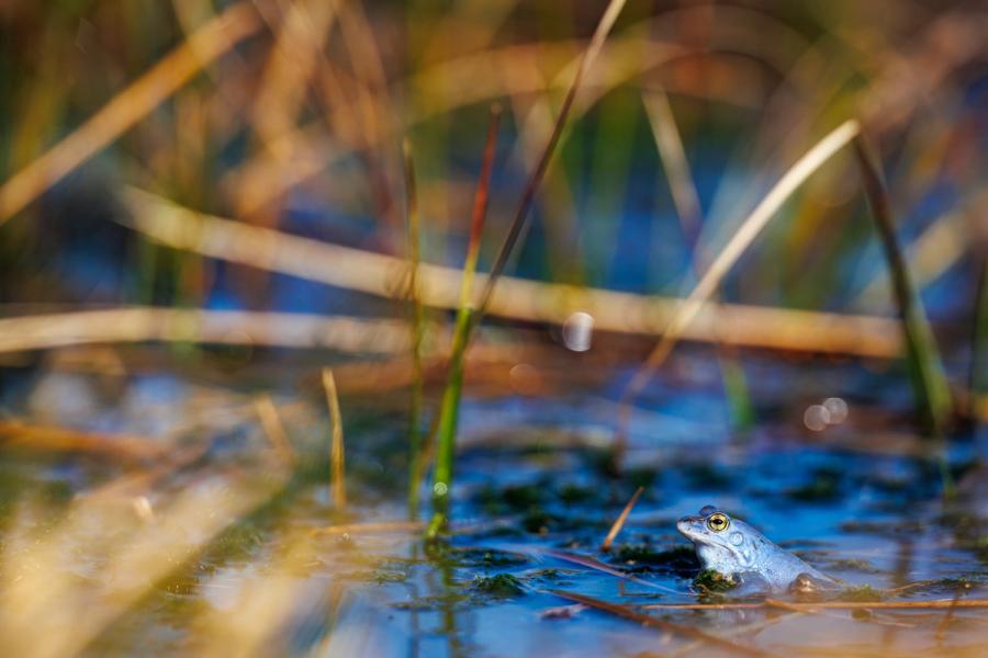 Moorfrosch im blauen Wasser