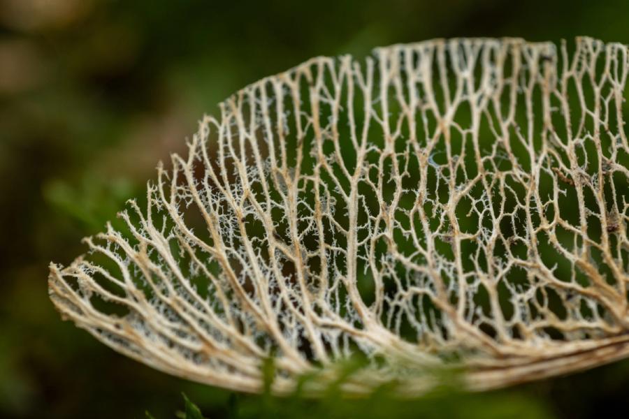 Blattskelett im Wald