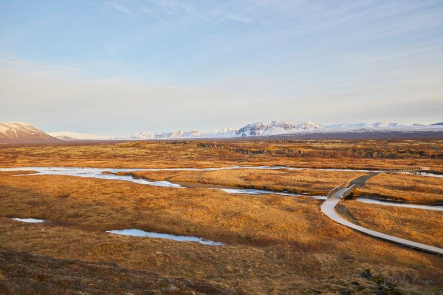 Moosbedeckte Lava in Þingvellir