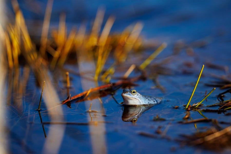 Moorfrosch mit Wasserspiegel