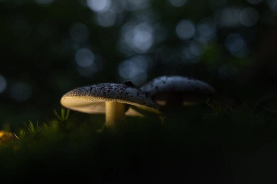 Wulstlinge im Moos