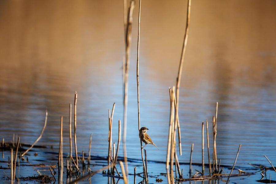 Rohrammer im Morgenlicht